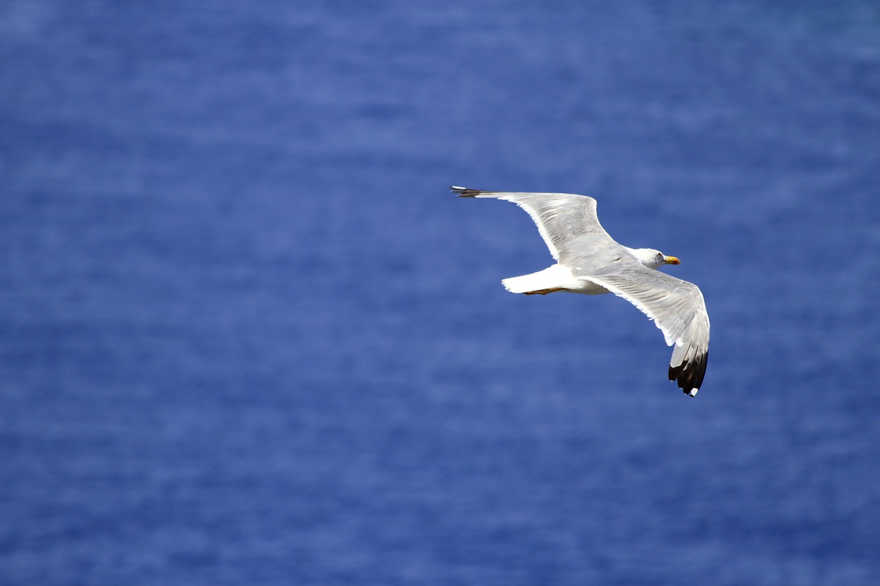 bird seagull fly free photo