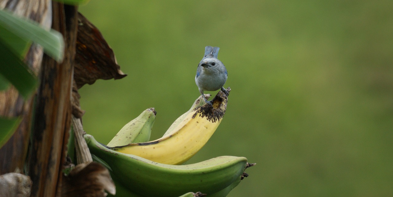 bird banana nature free photo