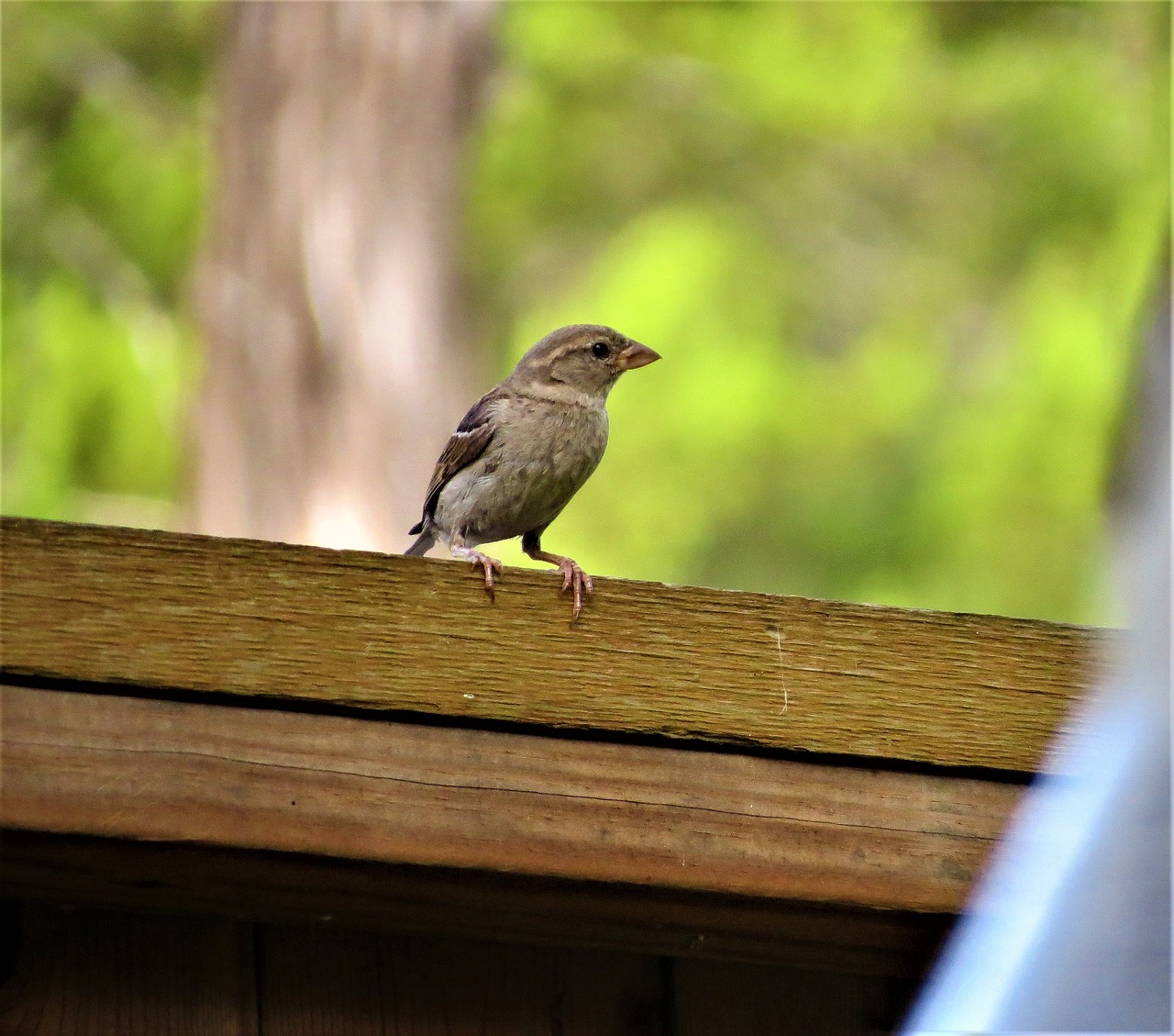 bird tiny cute free photo