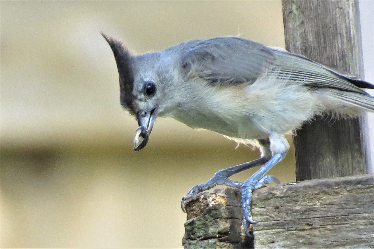 bird gray tan free photo