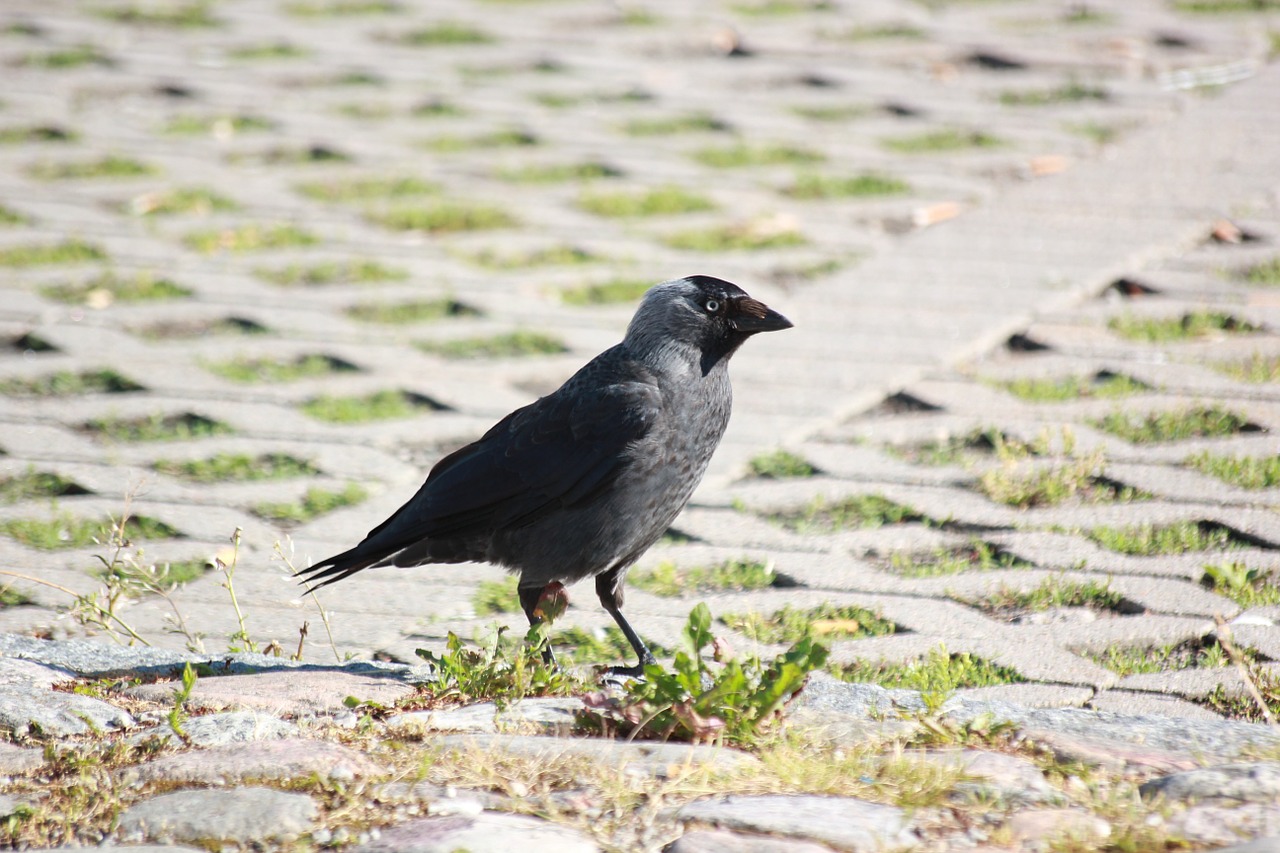 bird crow bill free photo