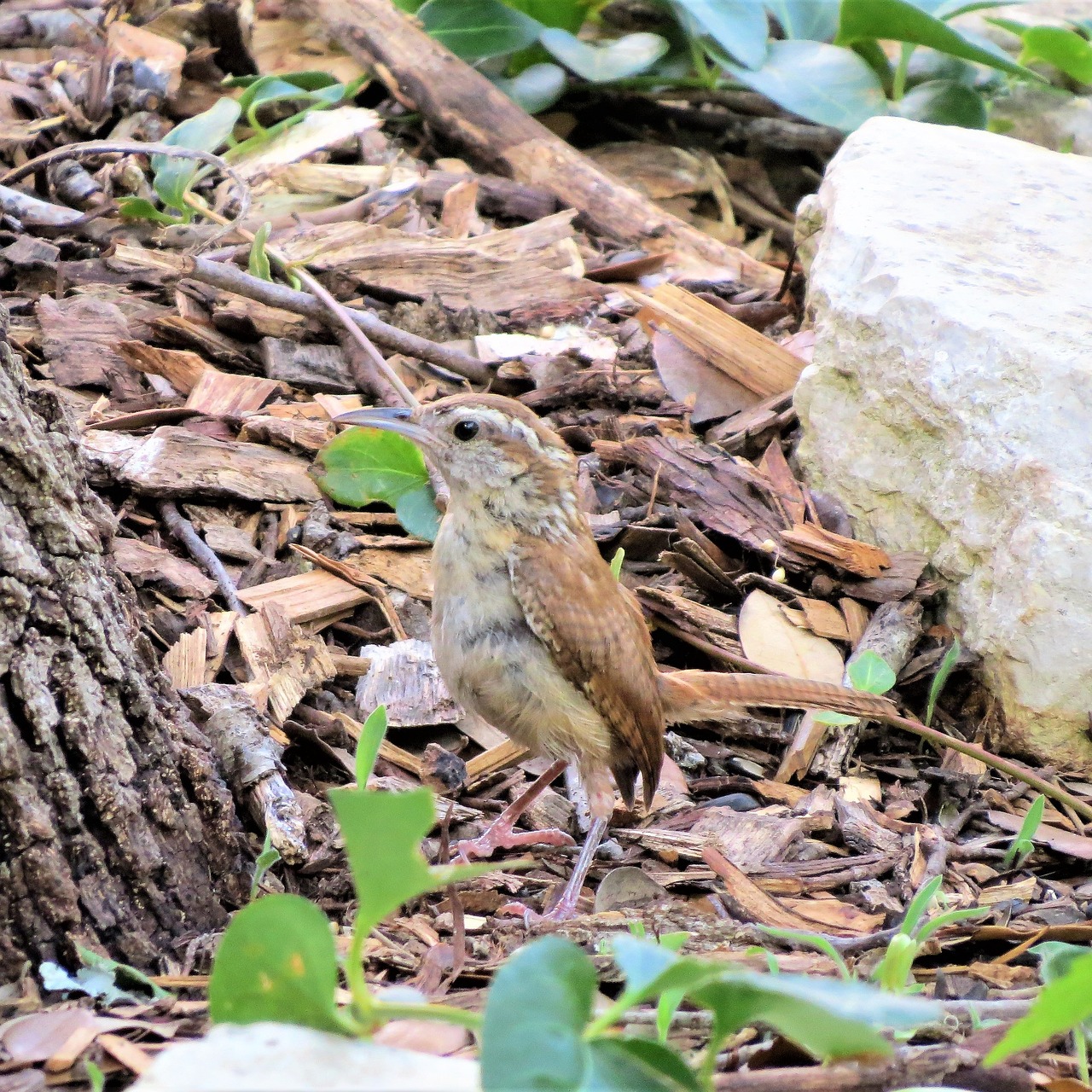 bird wren brown free photo