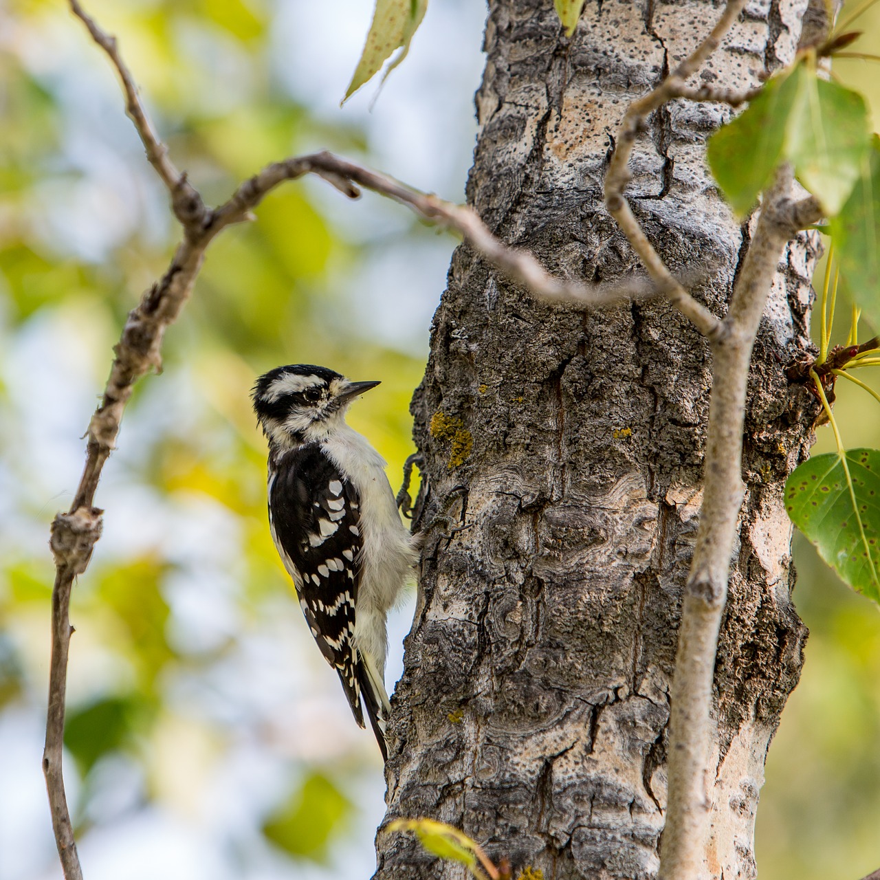 bird woodpecker forest free photo