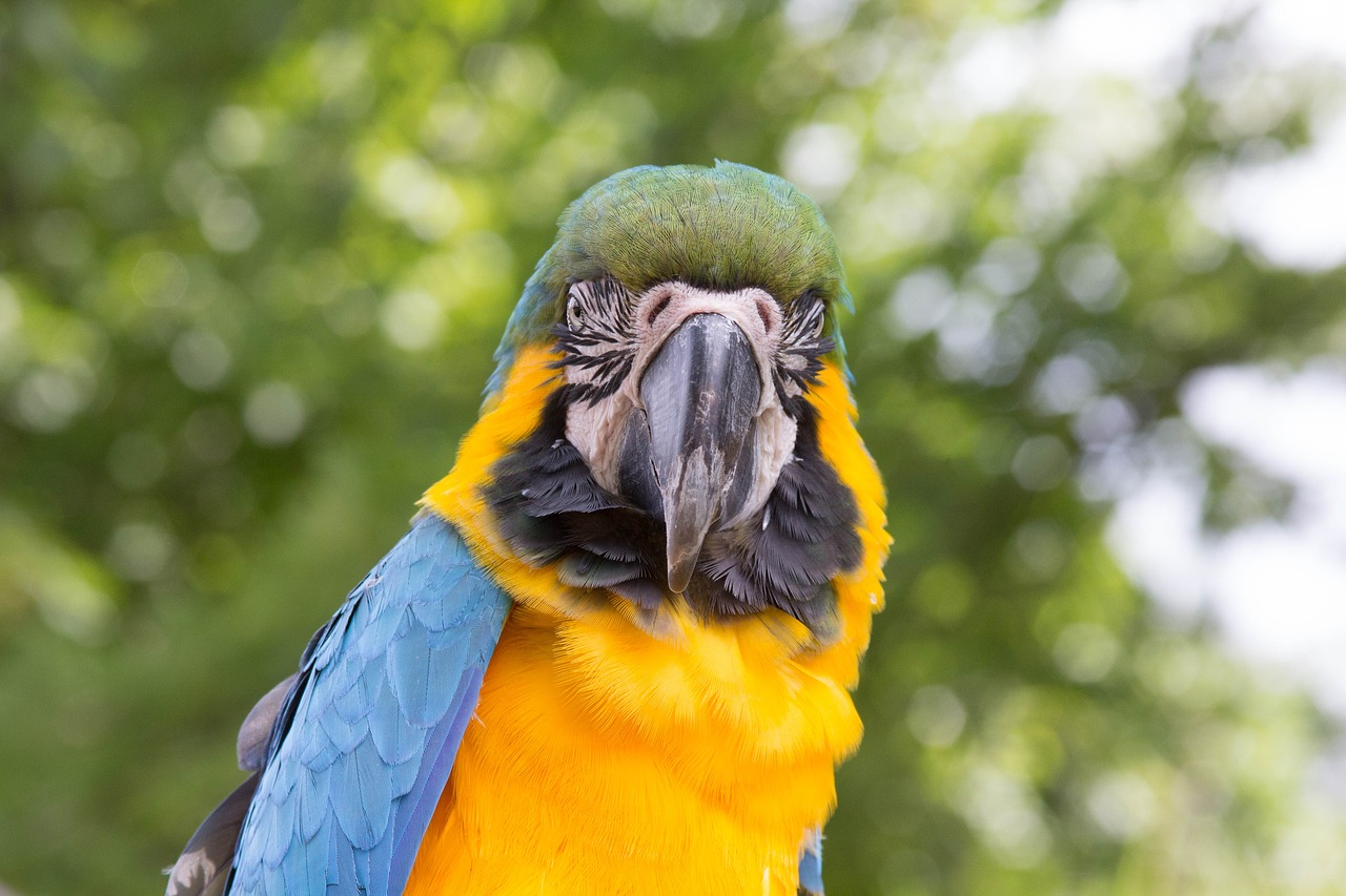 bird parrot pet free photo