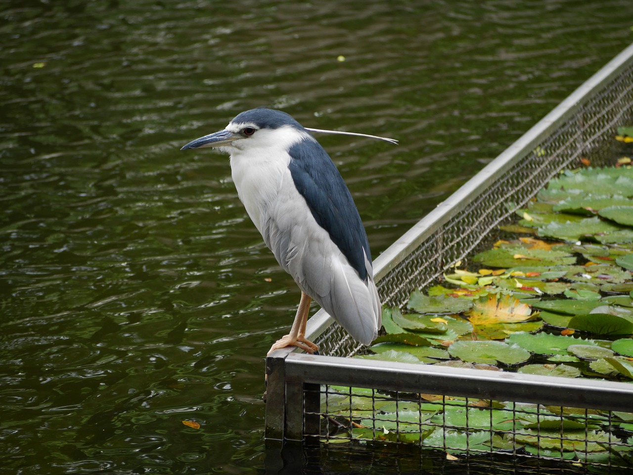 bird water park free photo