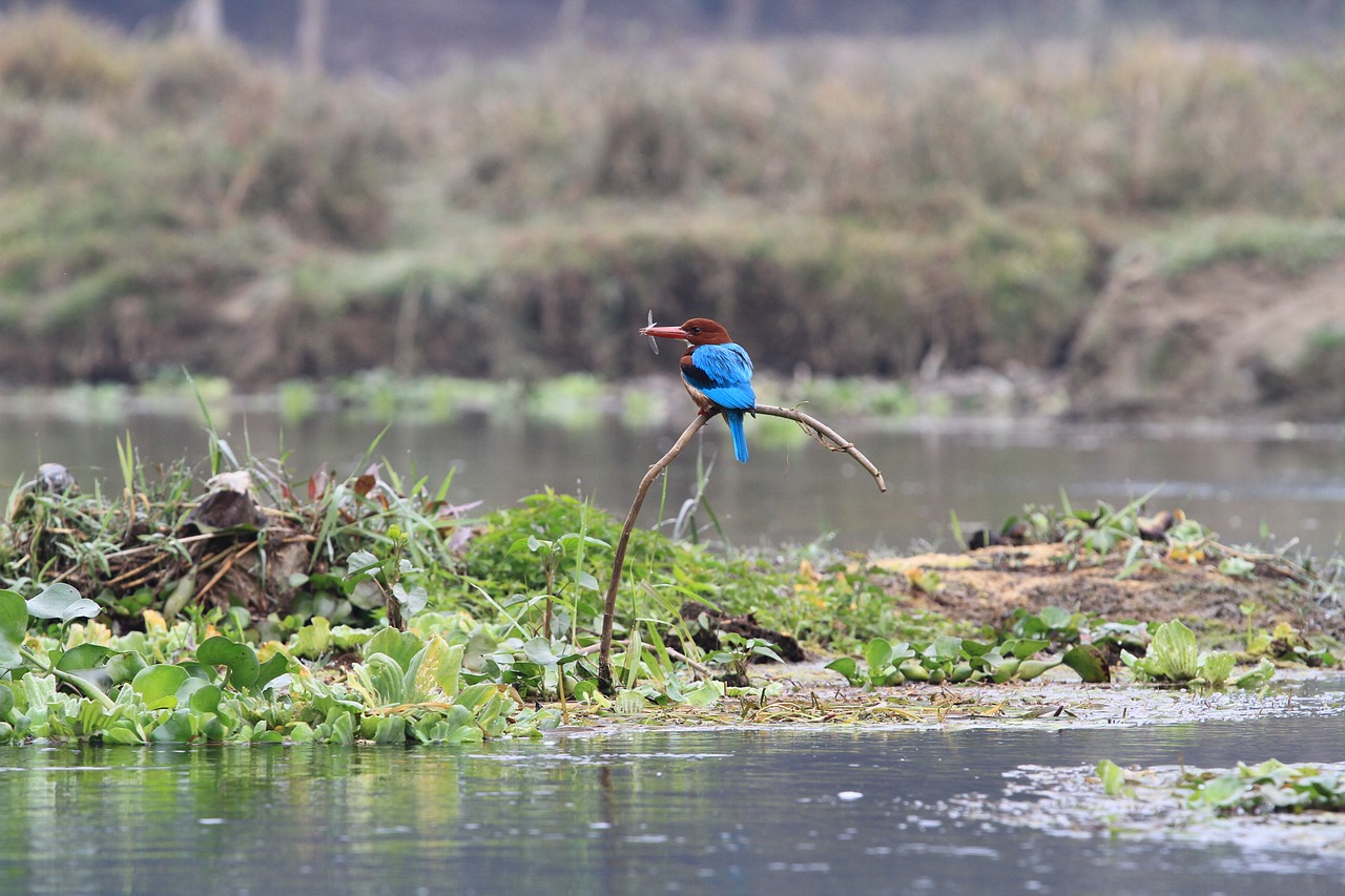 bird blue fly free photo