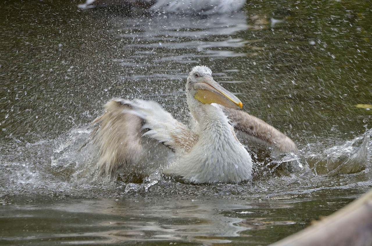 bird pelikan animal free photo