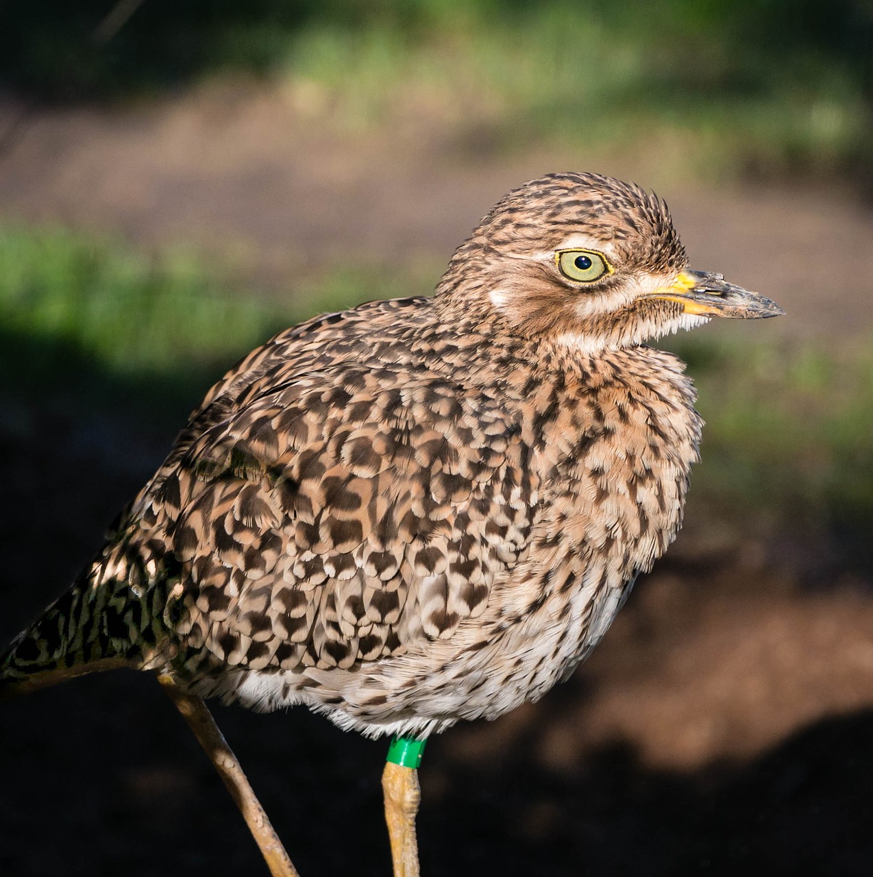 bird zoo valencia free photo