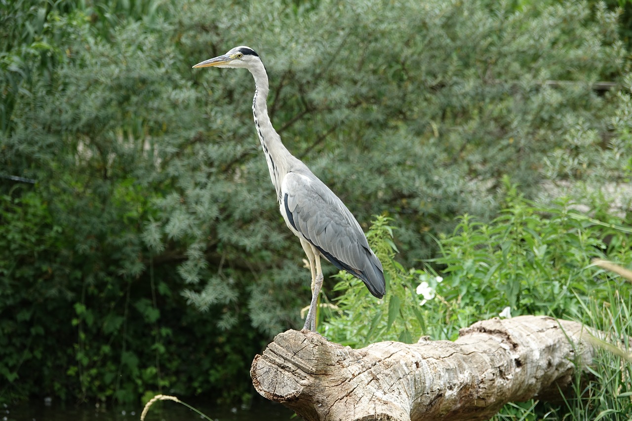 bird fish nature free photo