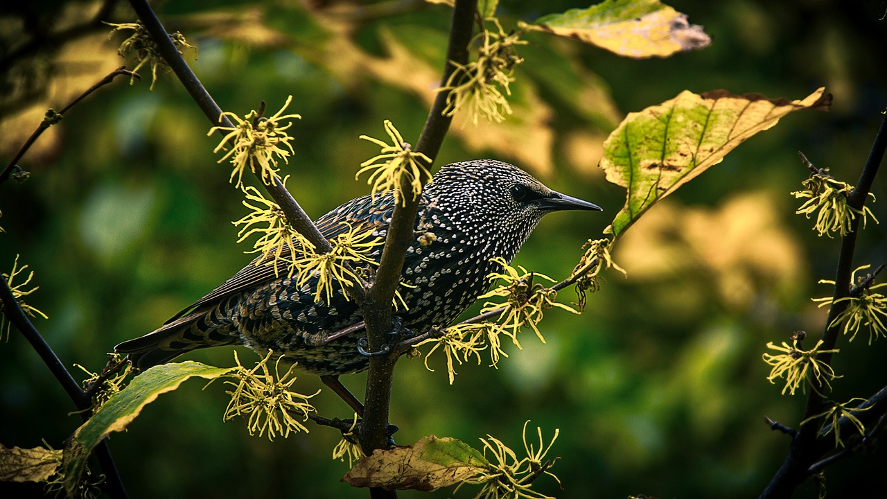 bird wildlife tree free photo