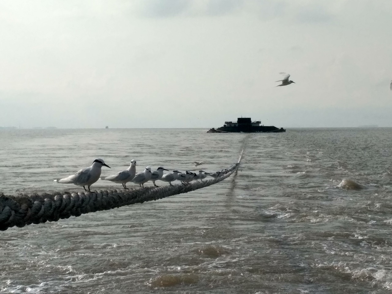 bird the sea rope free photo