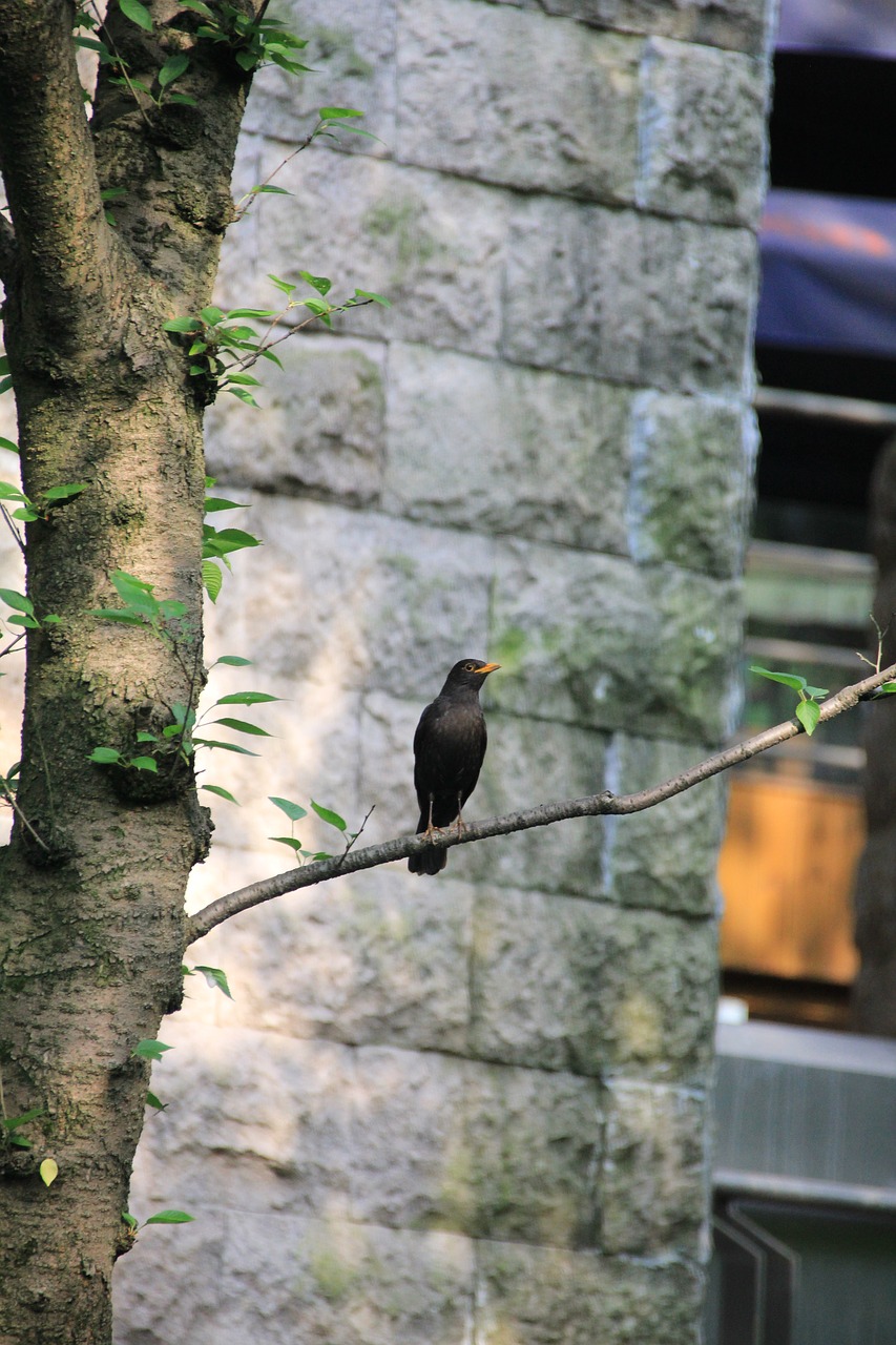 bird view xihu free photo