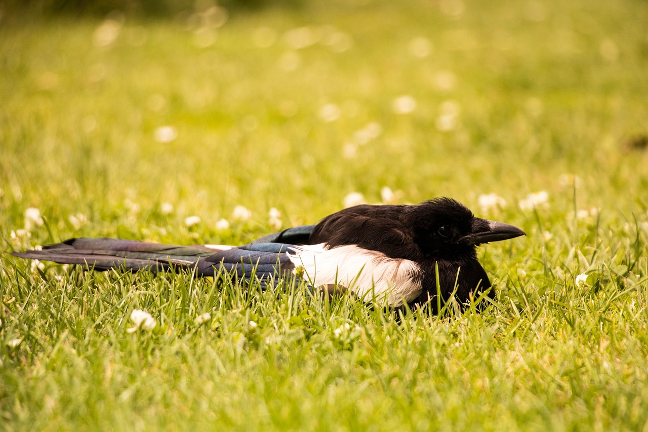 bird park copenhagen free photo