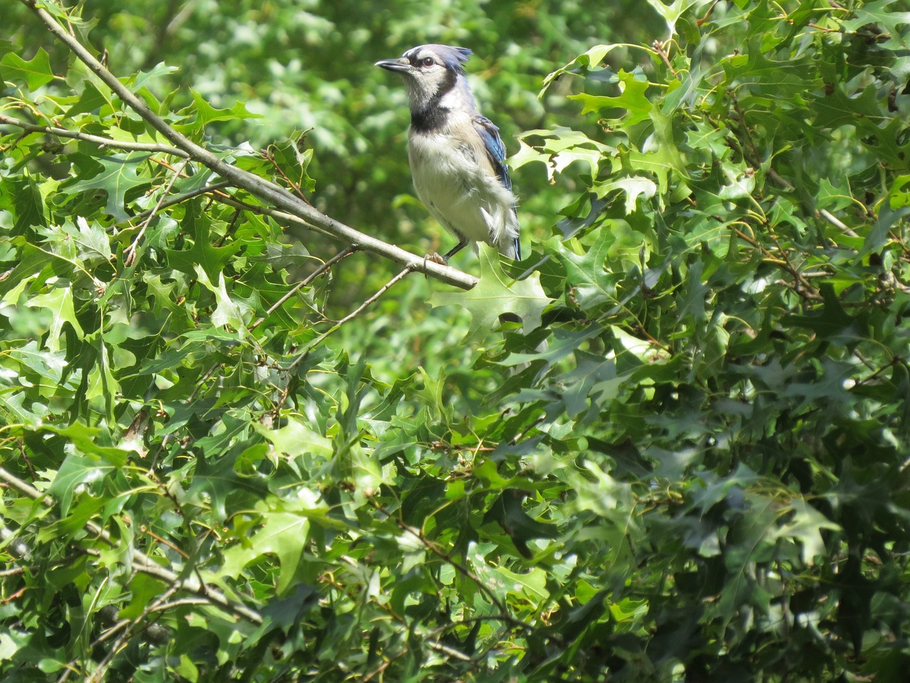 bird blue white free photo