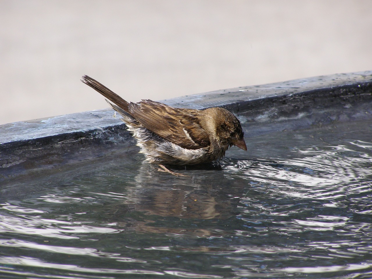 bird bath water free photo