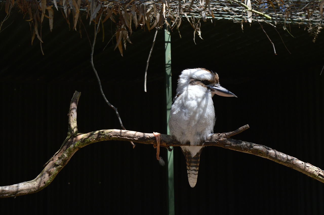 bird australia zoo free photo