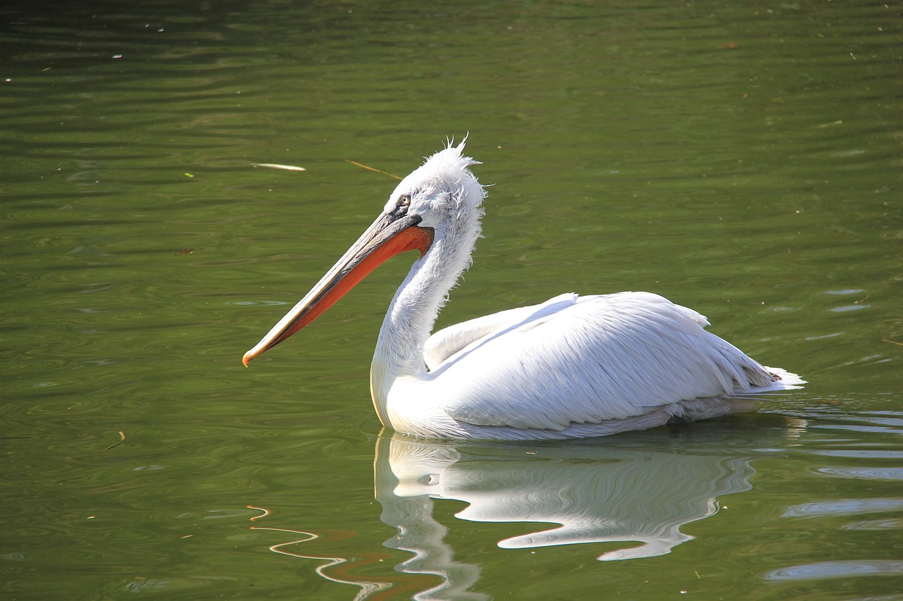 bird lake water free photo