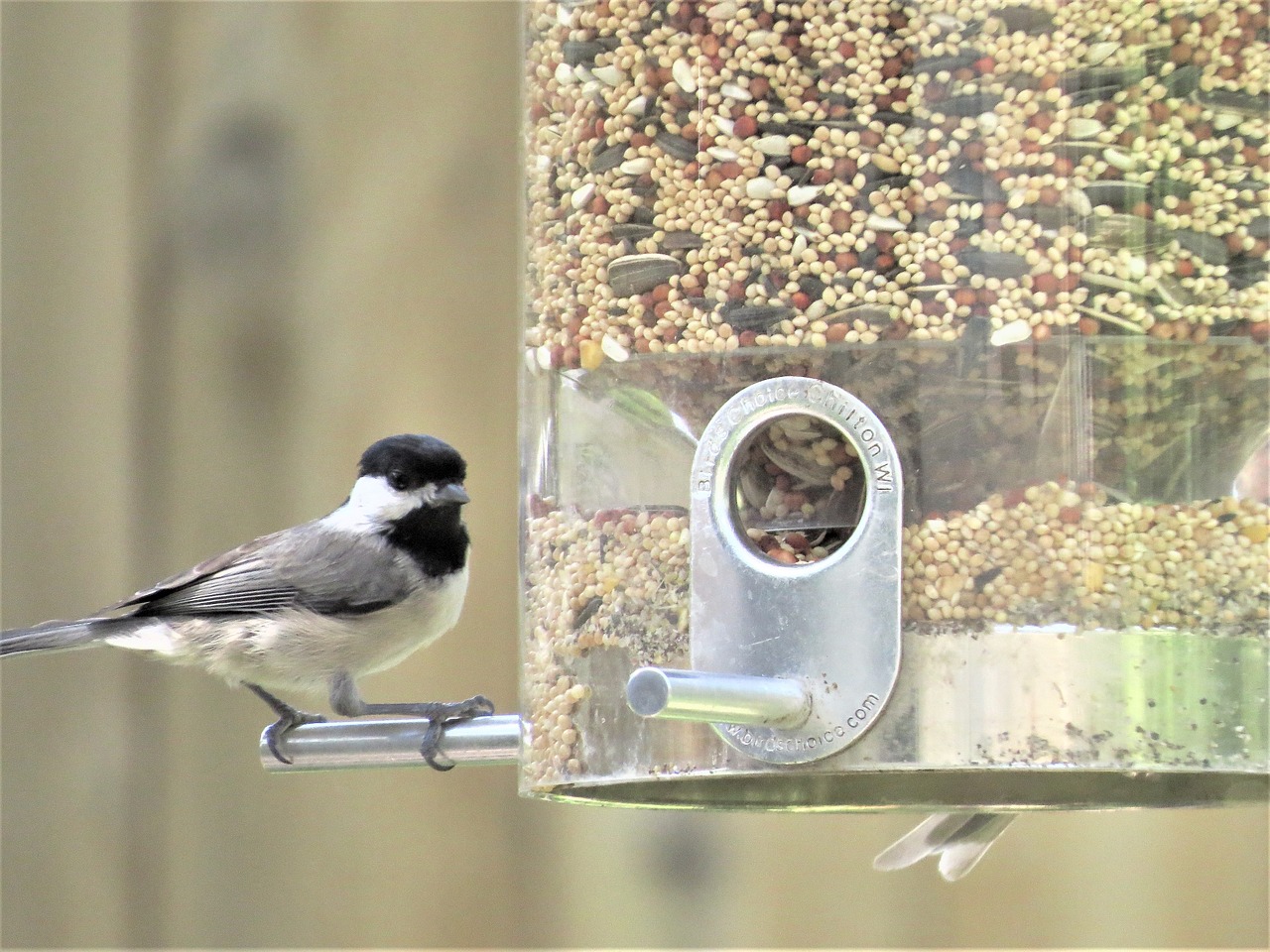 bird tiny gray and black free photo