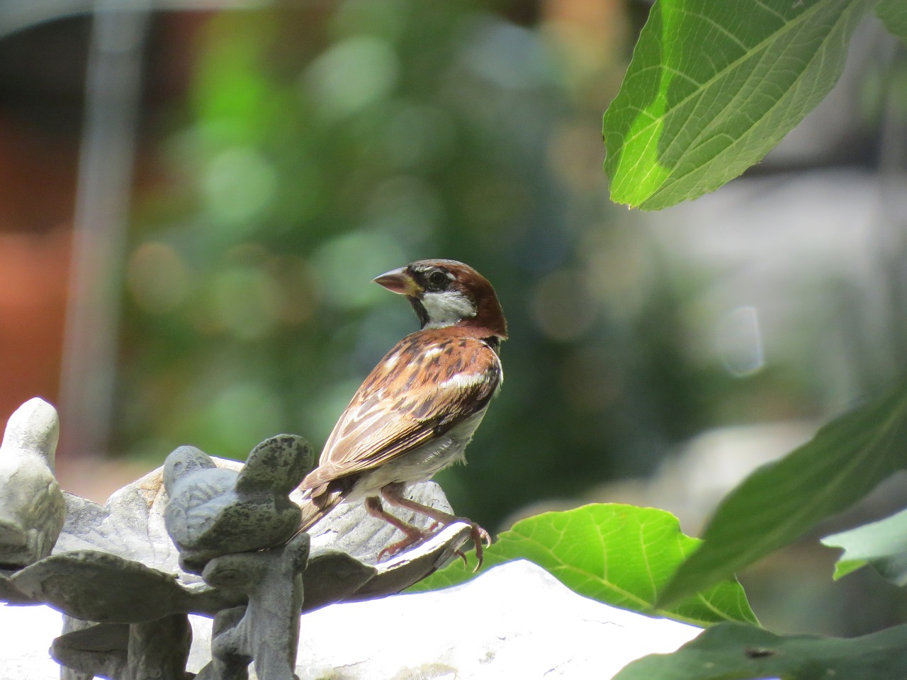 bird brown and tan cute free photo