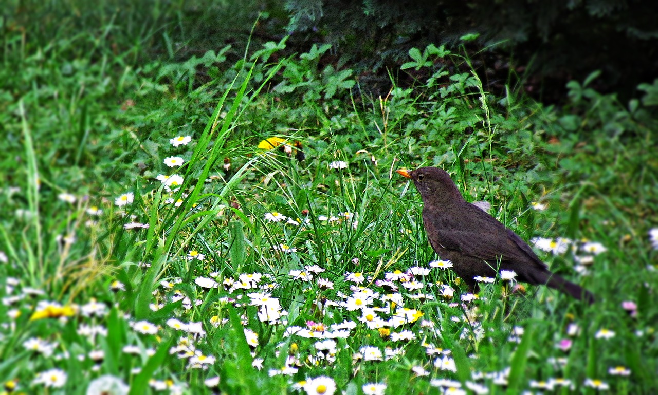 bird kos yellow beak free photo