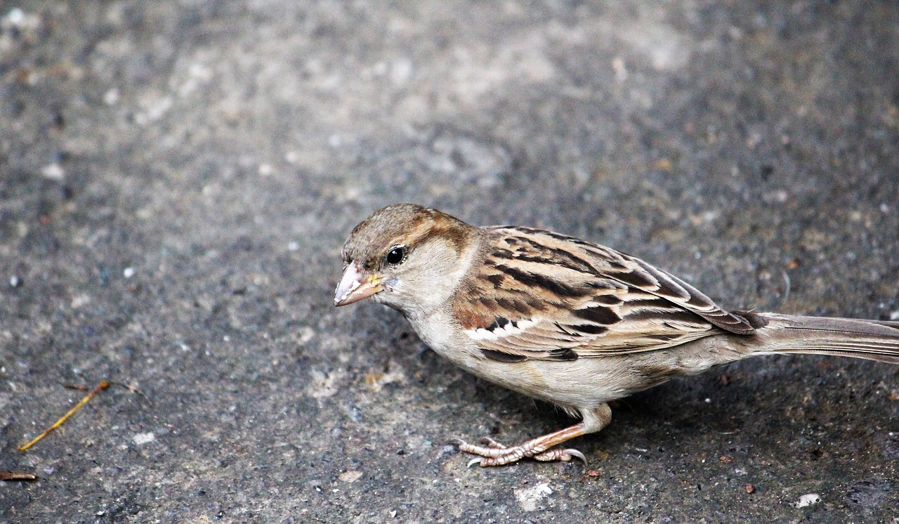 bird sparrow feather free photo