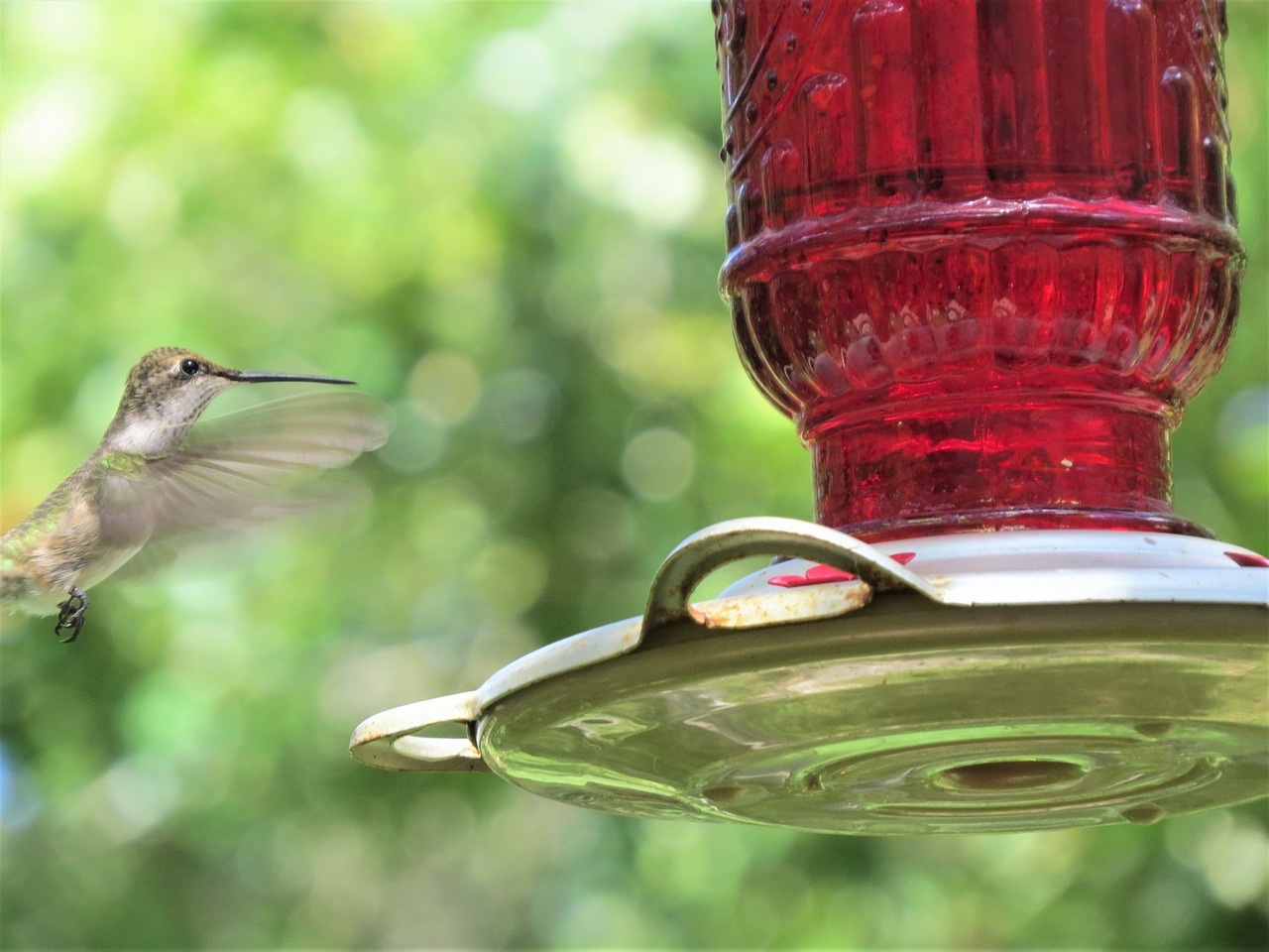 bird hummingbird red feeder free photo