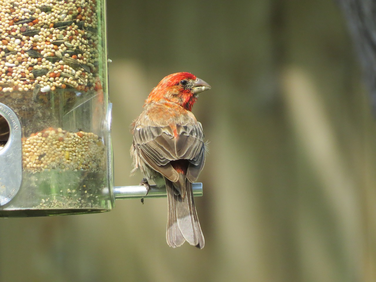 bird scarlet and gray wildlife free photo