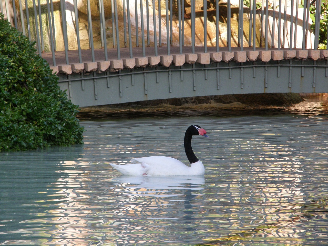 bird swan water free photo