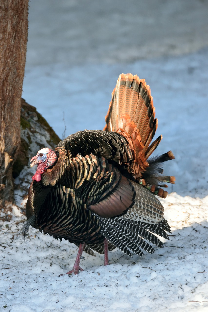 bird wild turkey free photo