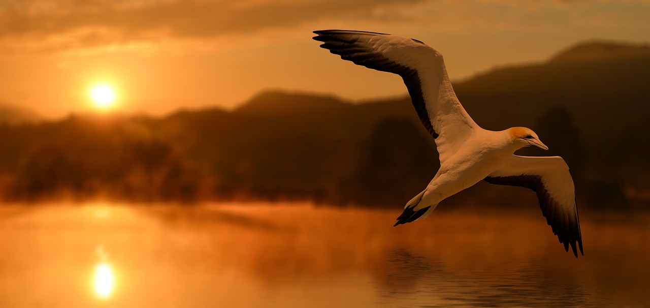bird sunset abendstimmung free photo
