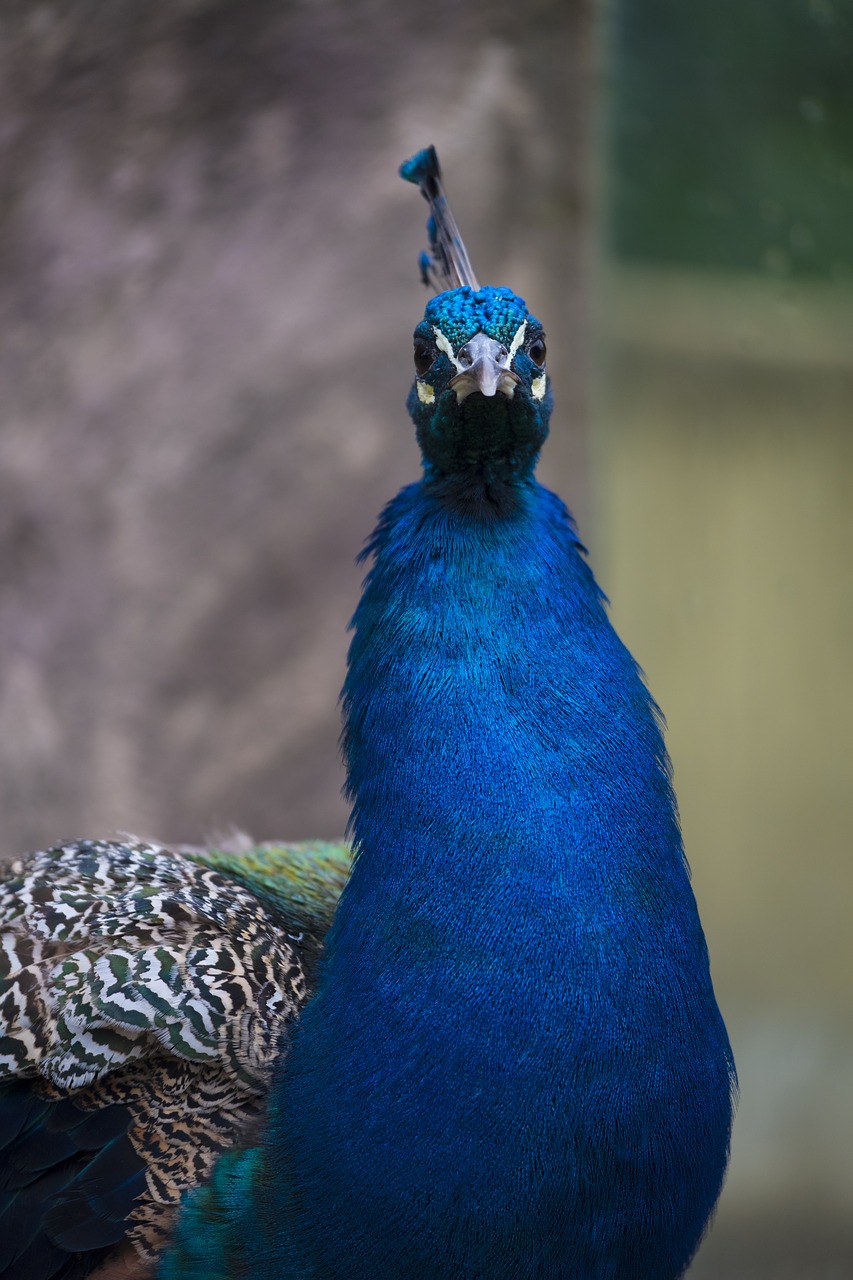 bird animal peacock free photo