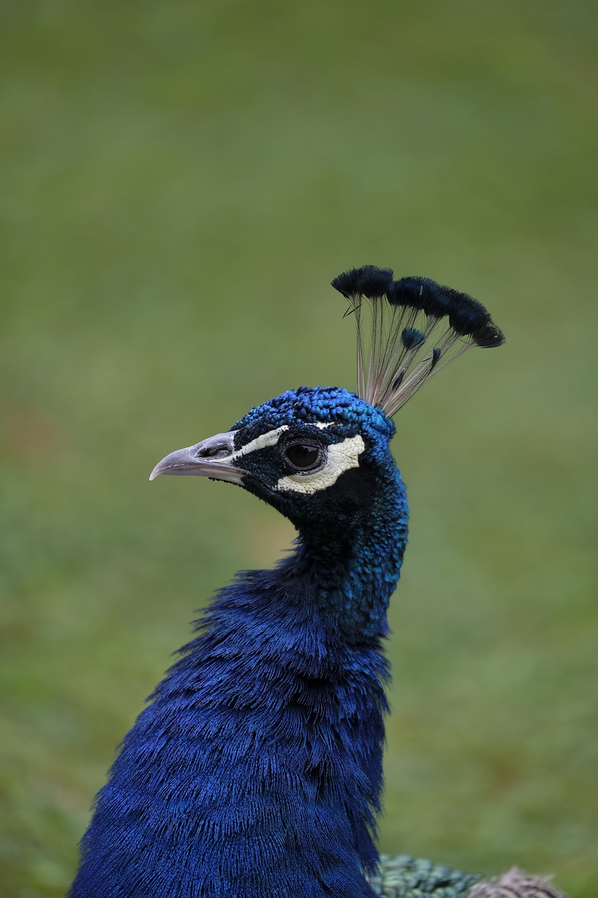 bird animal peacock free photo