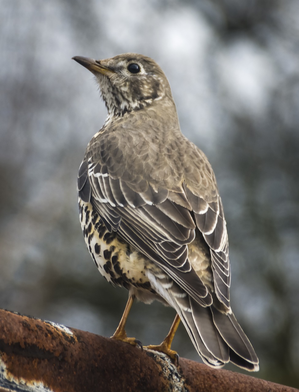 bird songbird thrush free photo