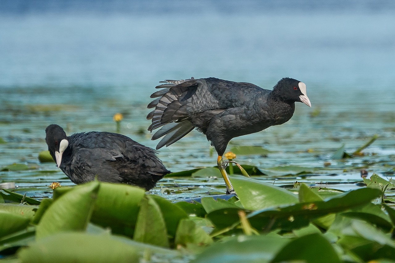 bird lake water free photo