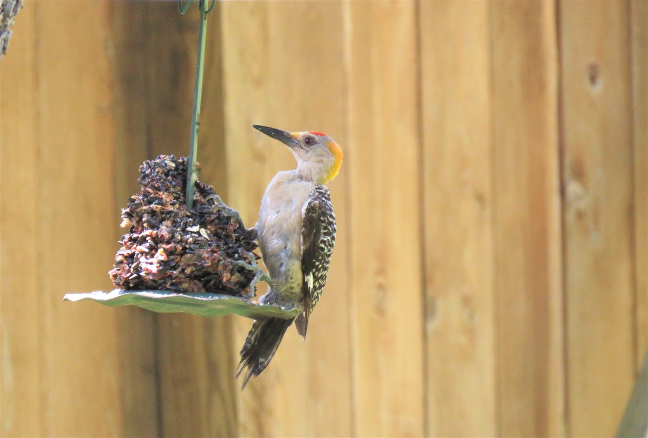 bird woodpecker wildlife free photo