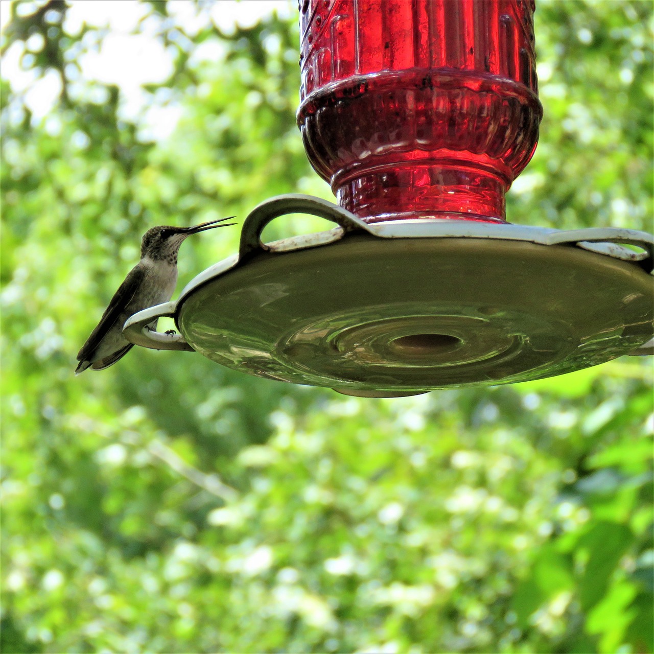 bird hummingbird wildlife free photo