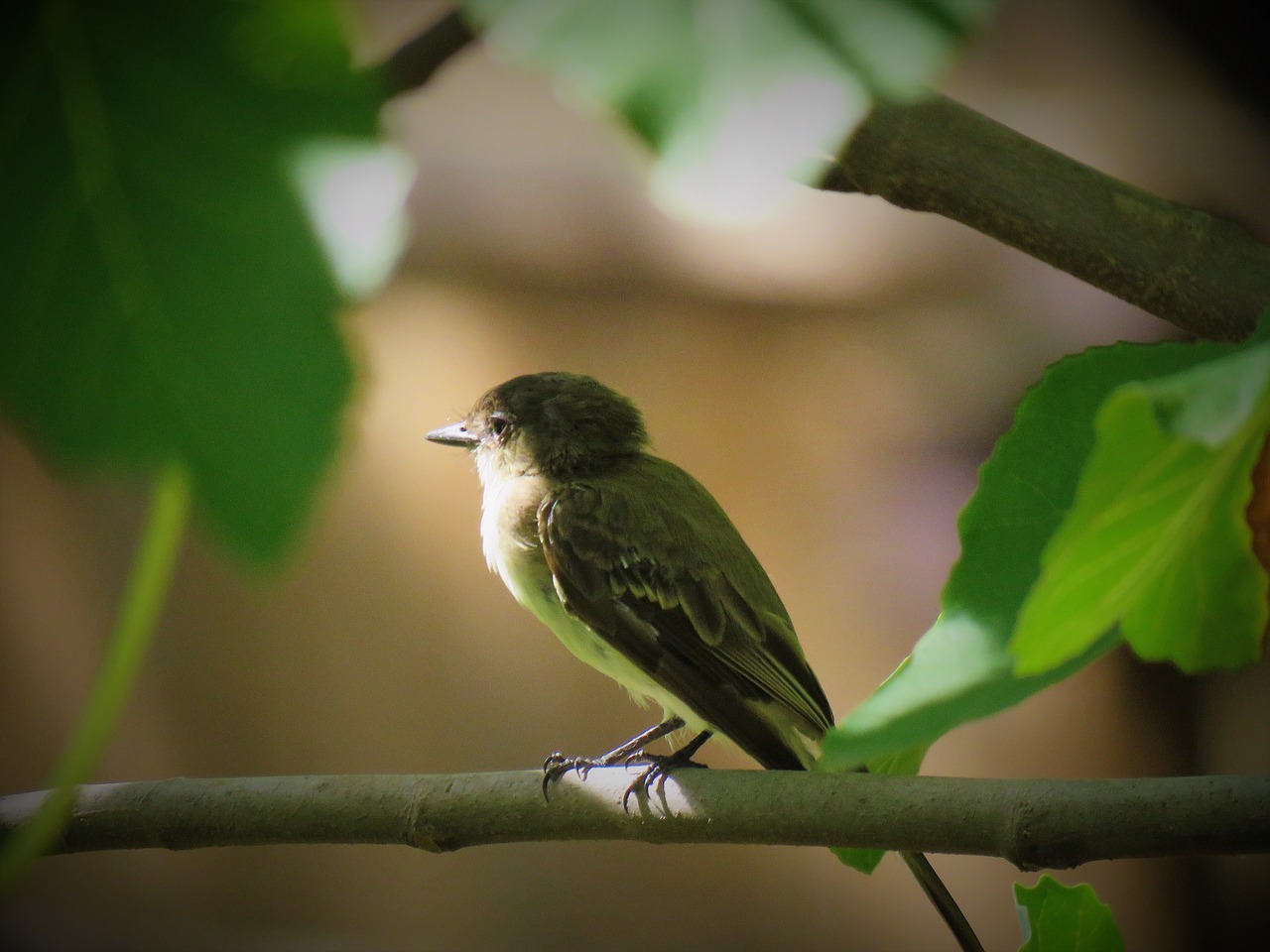 bird tiny wildlife free photo