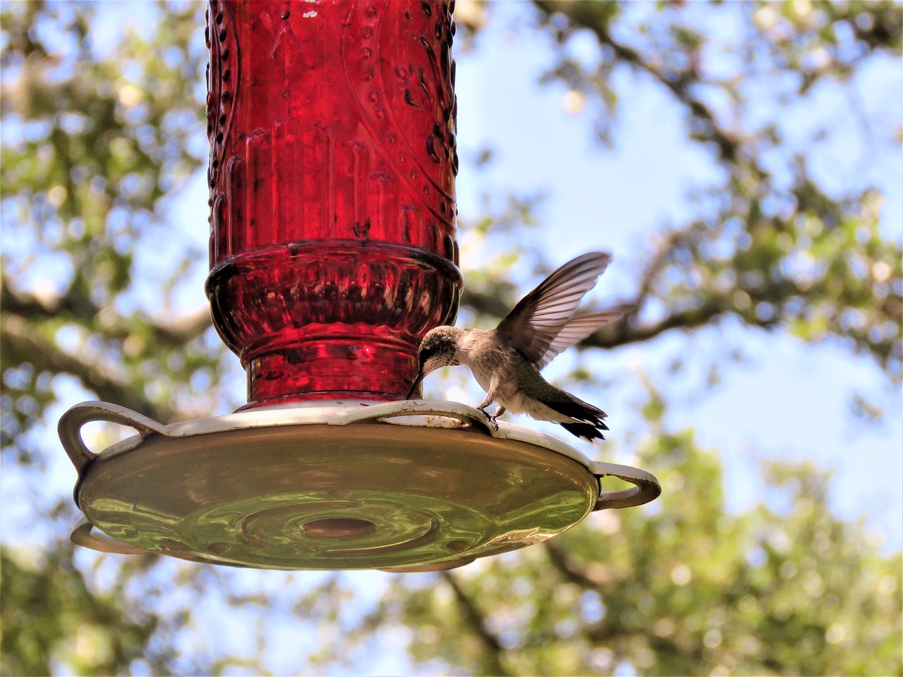 bird hummingbird wings free photo