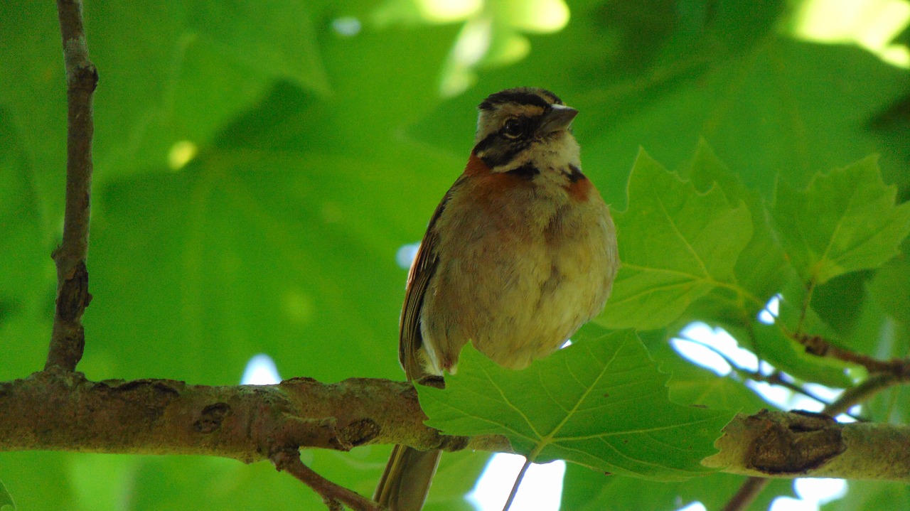 bird nature tatu free photo