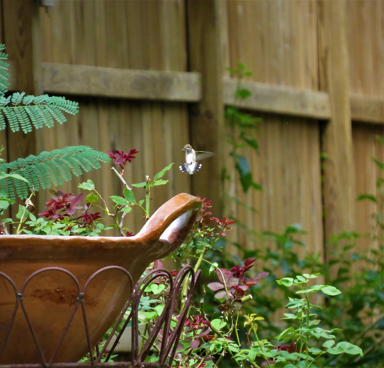 bird hummingbird in flight free photo