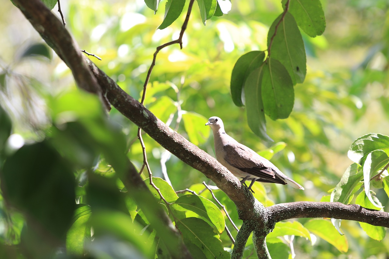 bird peace tree free photo