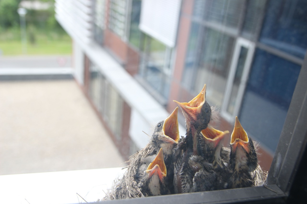 bird cub nest free photo