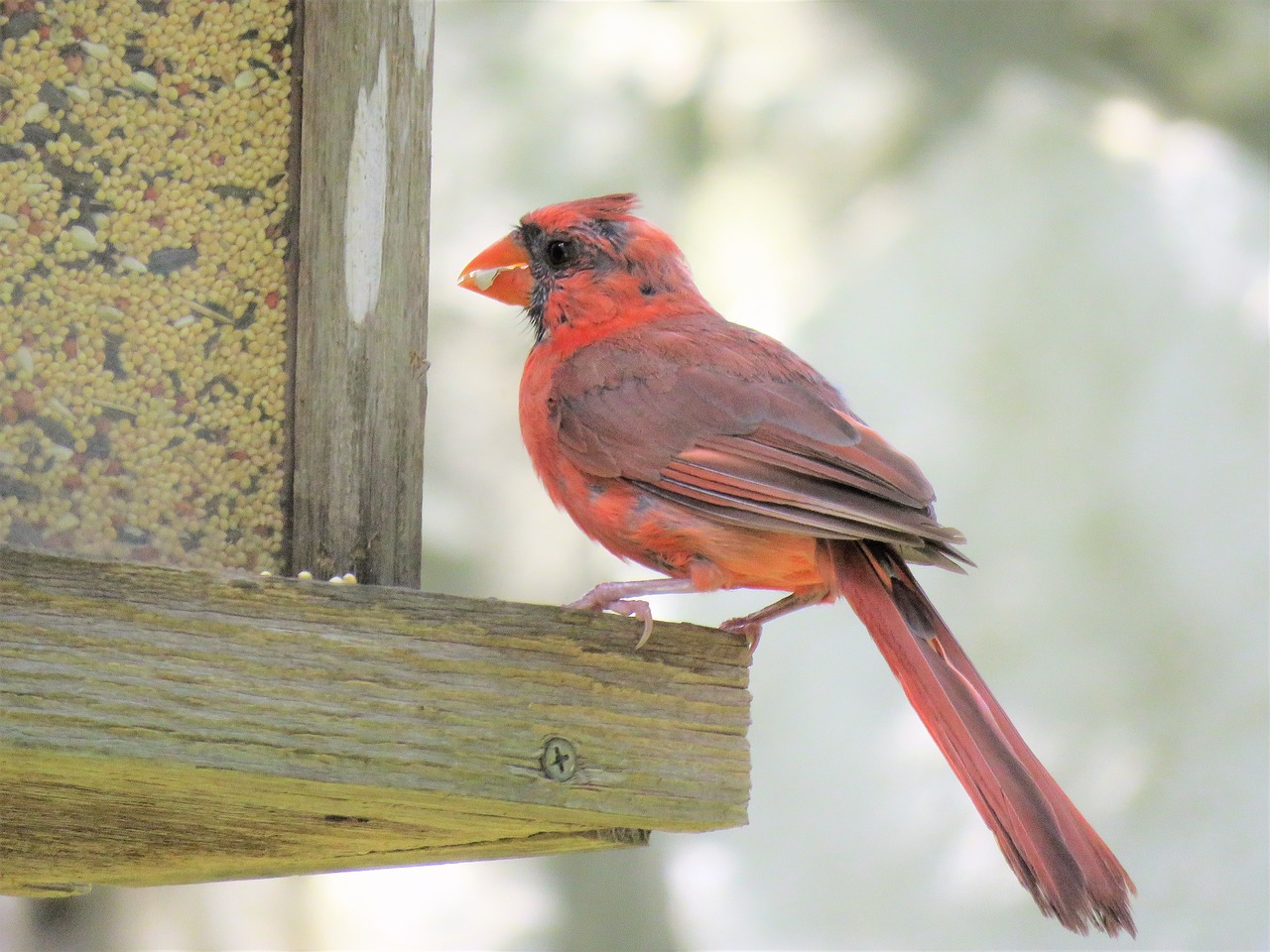 bird red cardinal free photo