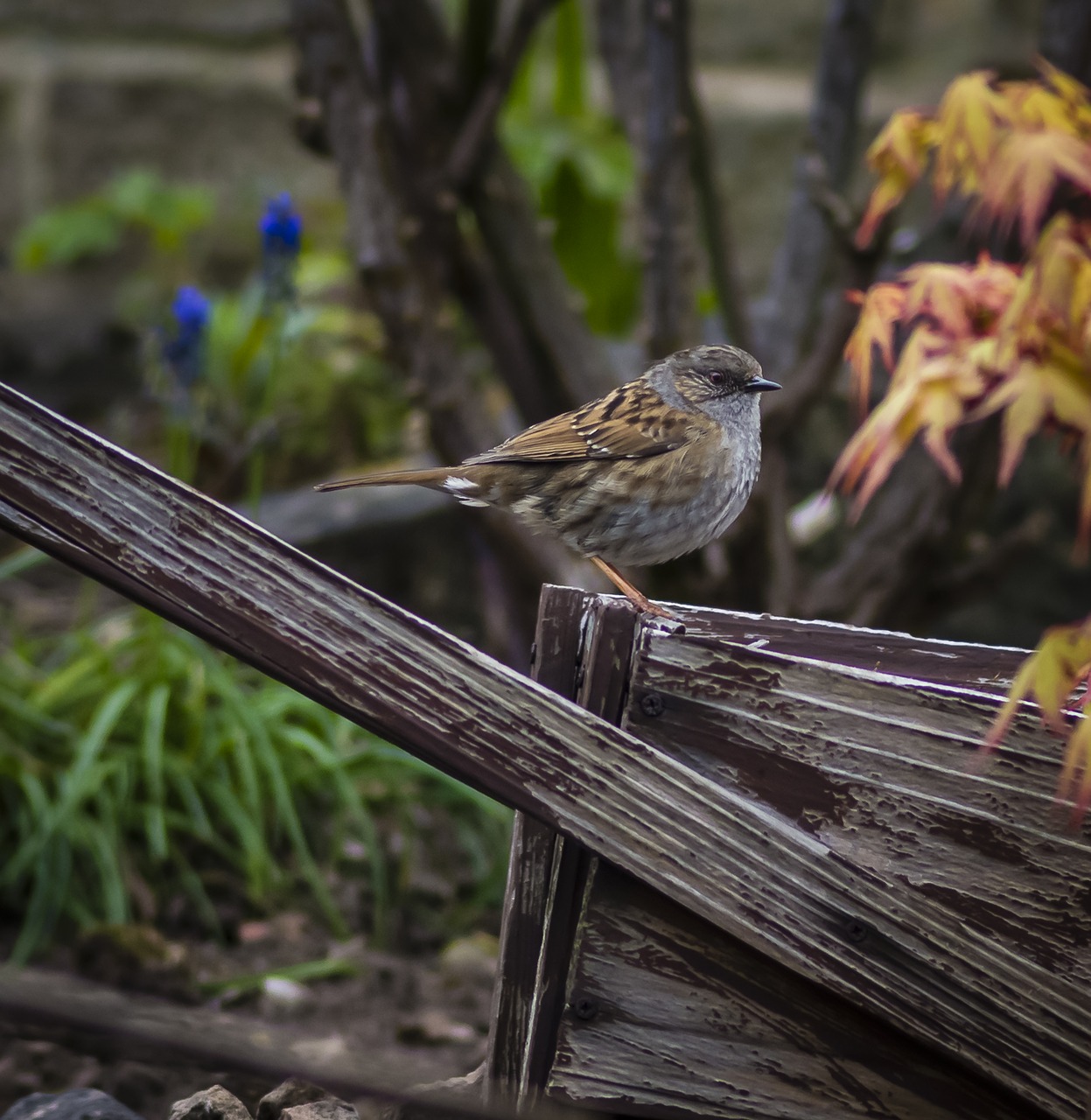 bird sparrow fauna free photo