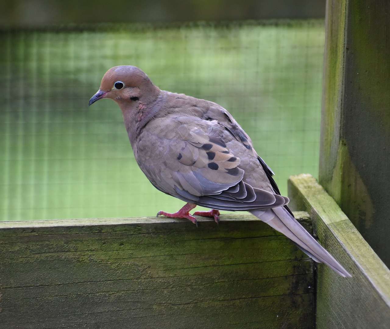 bird mourning dove dove free photo