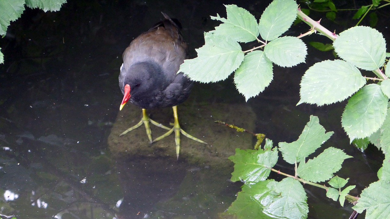 bird water bird water free photo