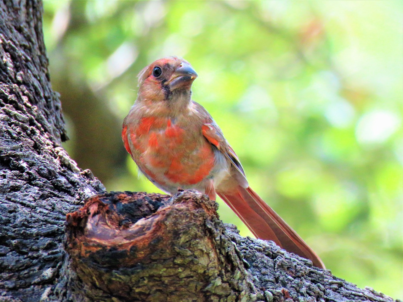 bird young red bird free photo