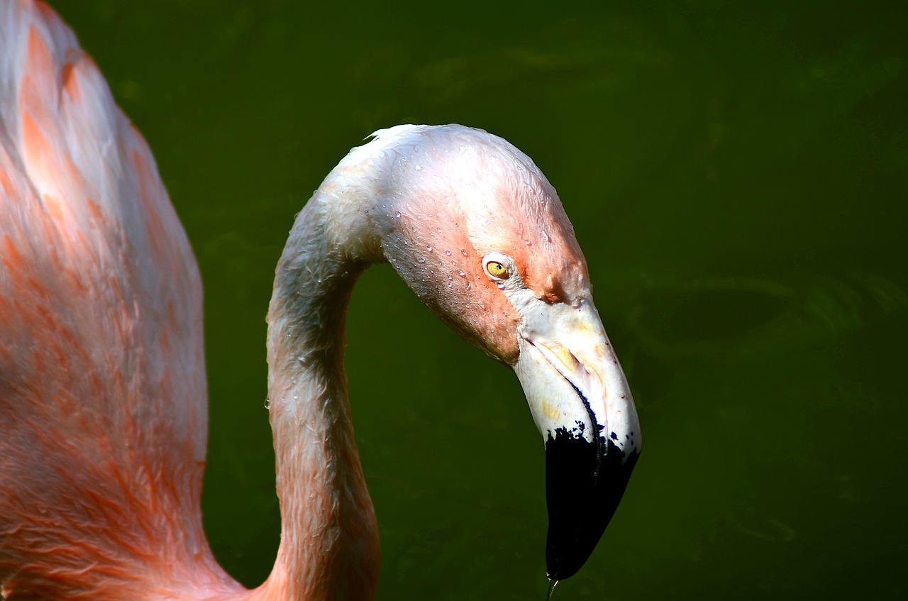 bird head nature free photo