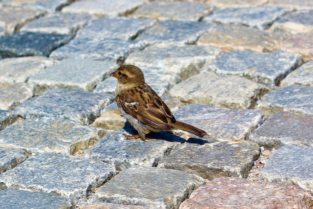 bird sparrow road free photo