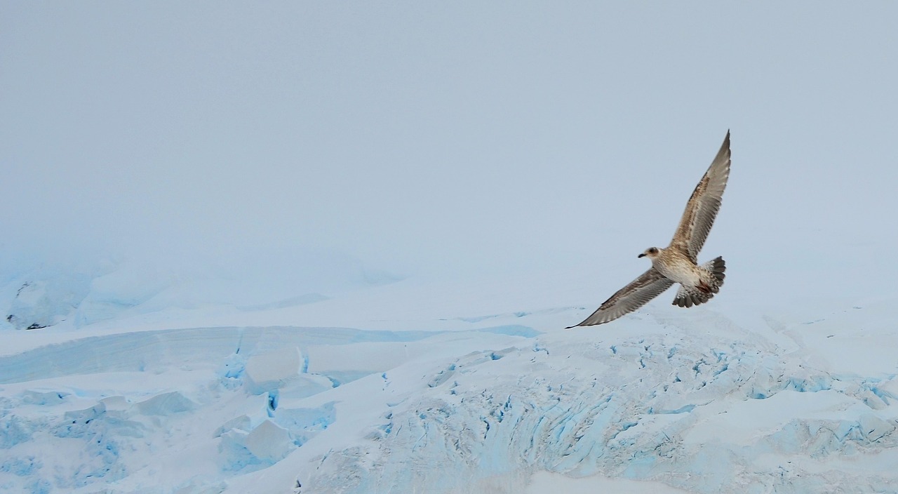 bird wings antarctica free photo